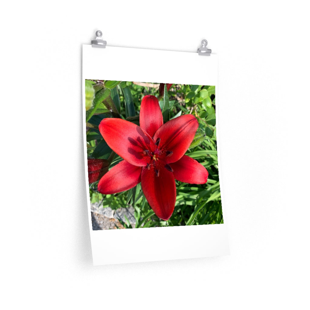 Lily - Premium Matte poster