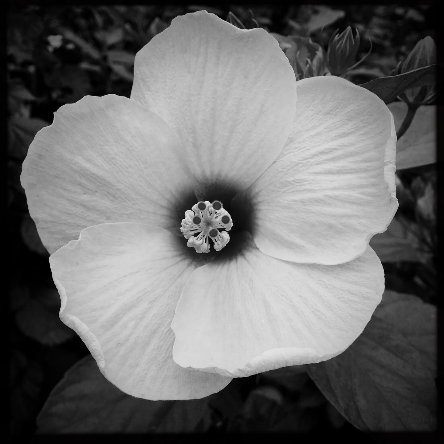 Delicate Life