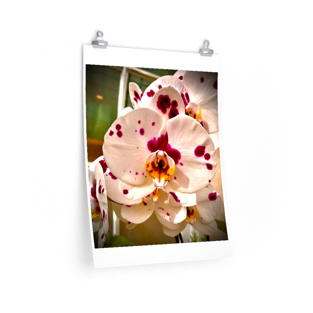 Orchid 7 - Premium Matte poster