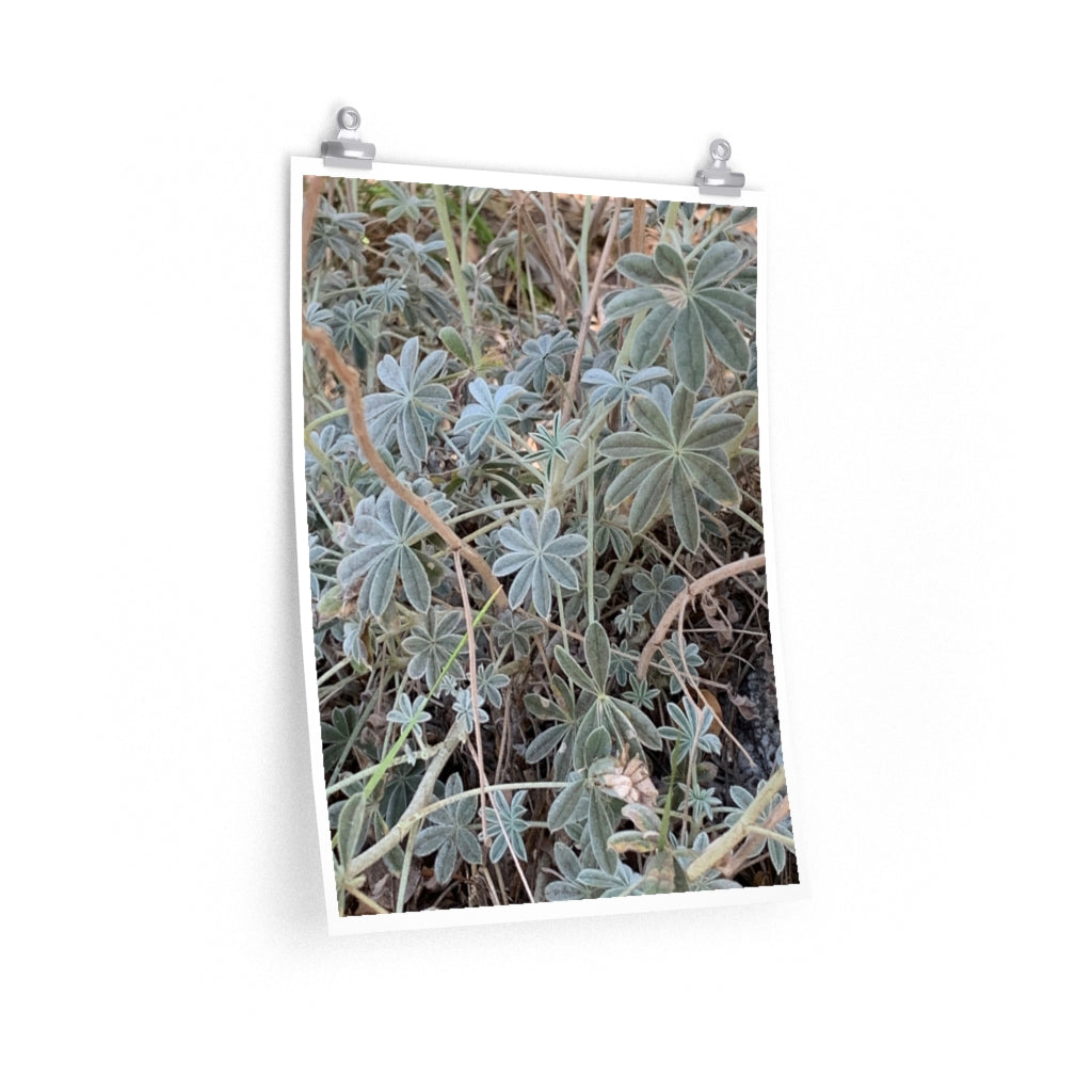 Plant 1 - Premium Matte poster