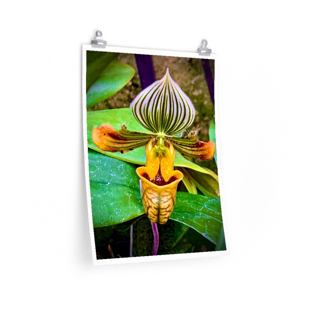 Orchid 2 - Premium Matte poster