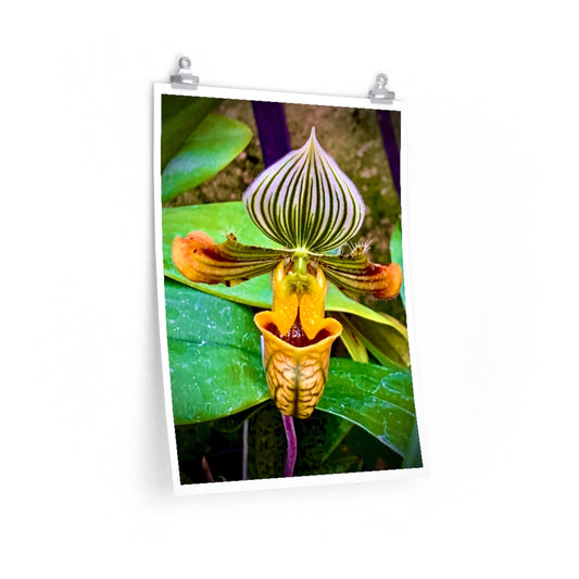 Orchid 2 - Premium Matte poster