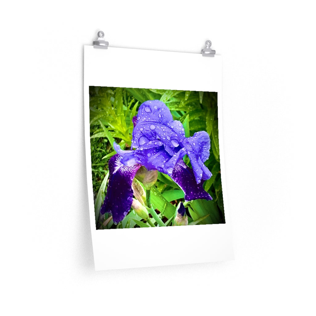 Iris - Premium Matte poster