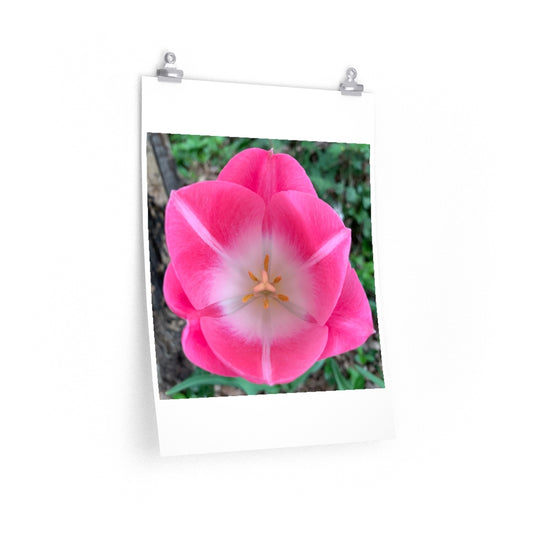 Tulip During the Day - Premium Matte poster