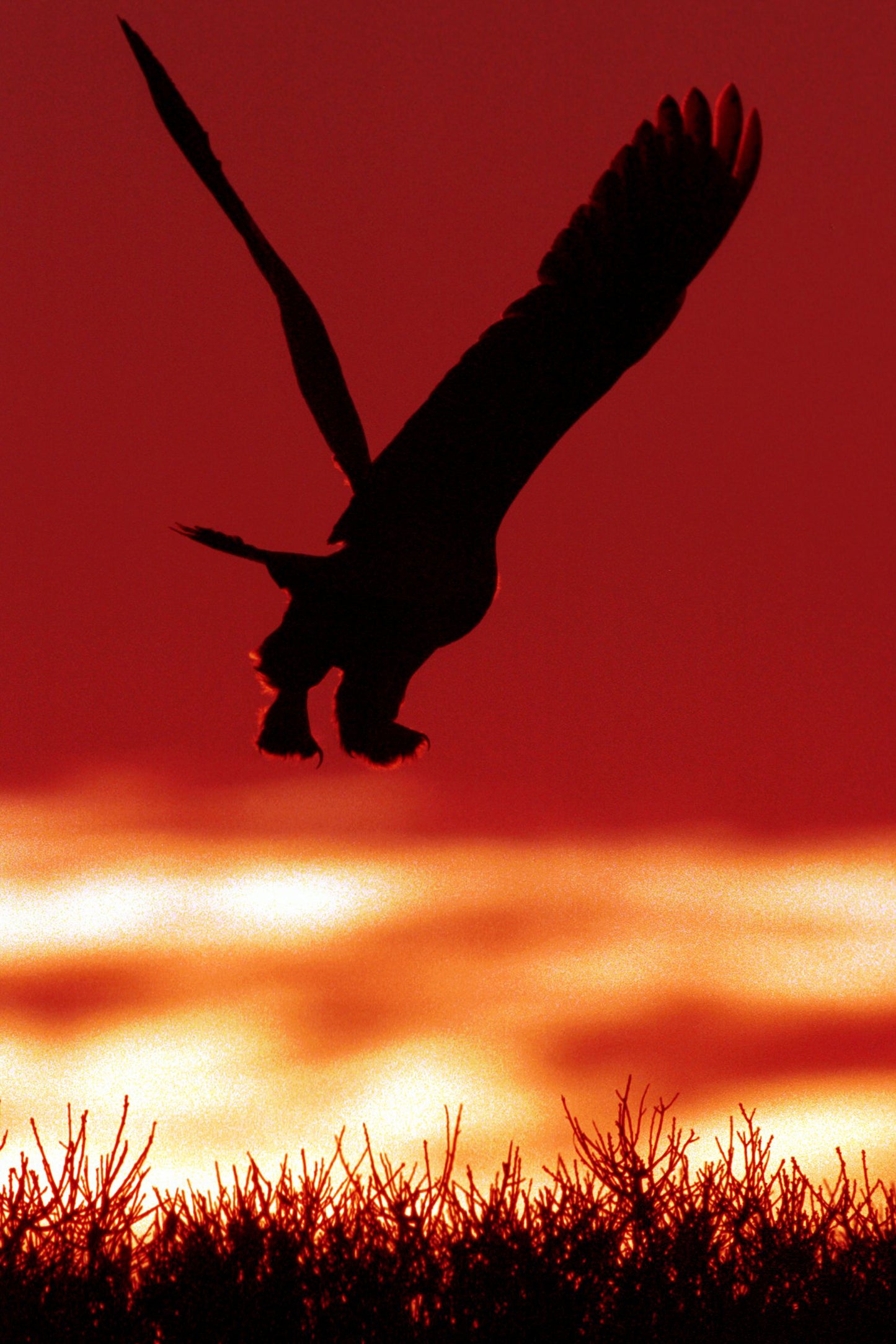 Owl on the Prowl