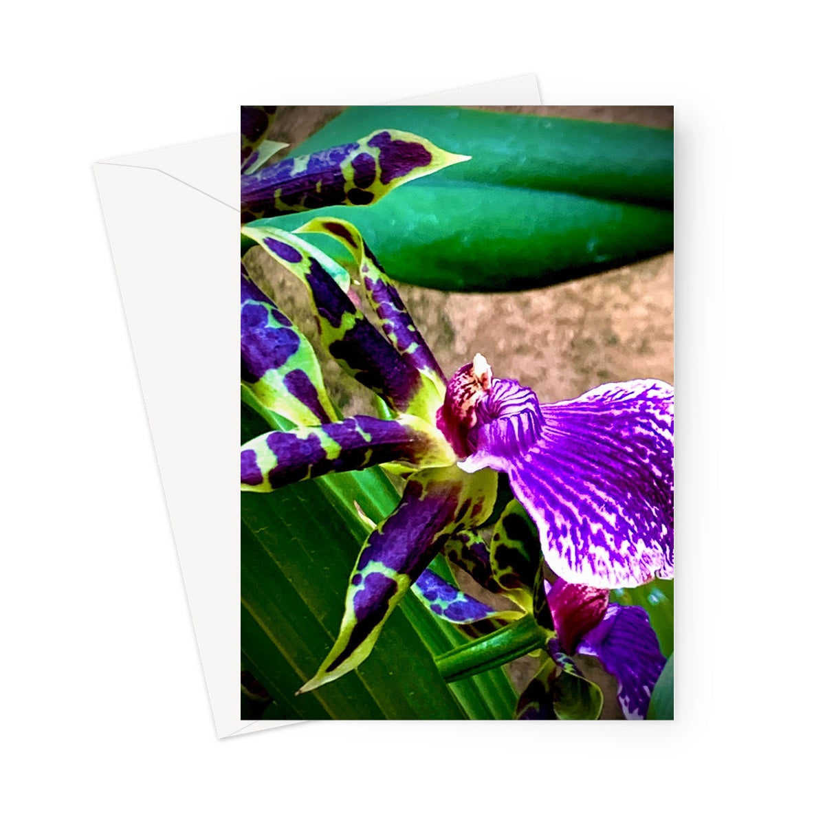 Orchid 3 Greeting Card