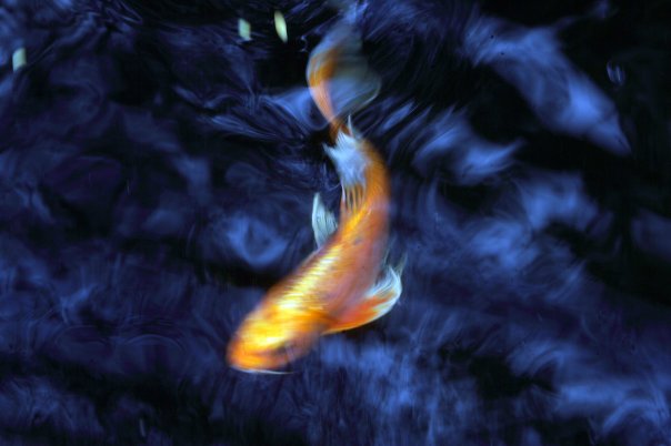 Koi