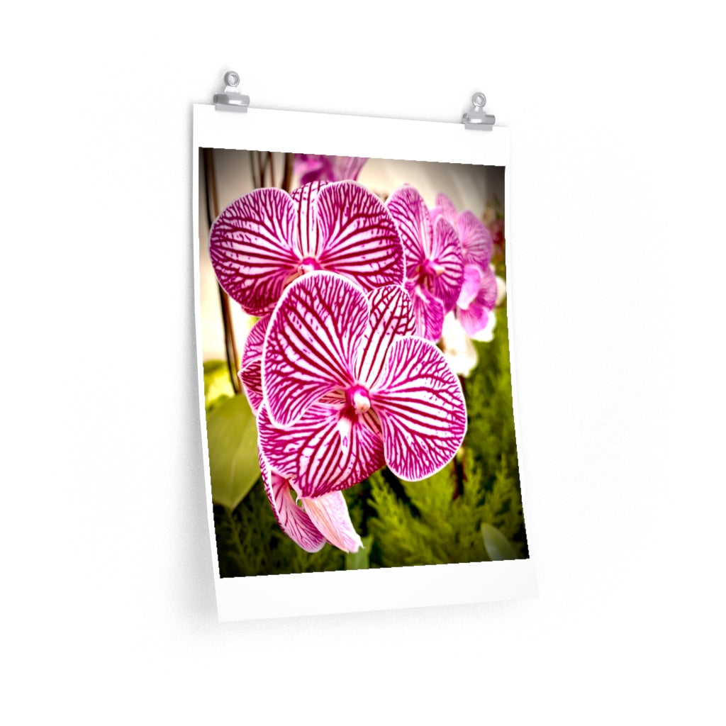 Orchid 6 - Premium Matte poster