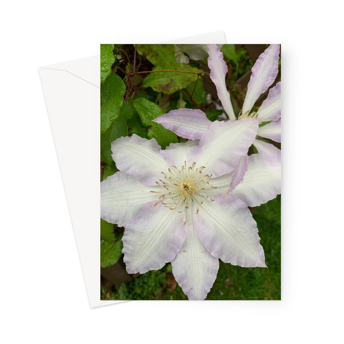 Clematis Greeting Card