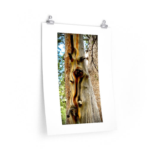 Yosemite Tree - Premium Matte poster