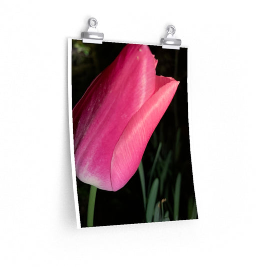 Tulip at Night - Premium Matte poster
