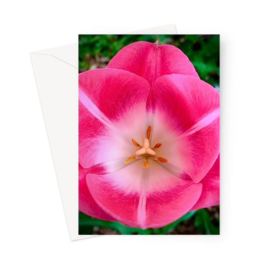 Tulip in the Daytime Greeting Card