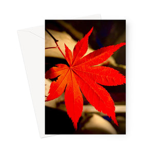 Japanese Maple Leaf Greeting Card