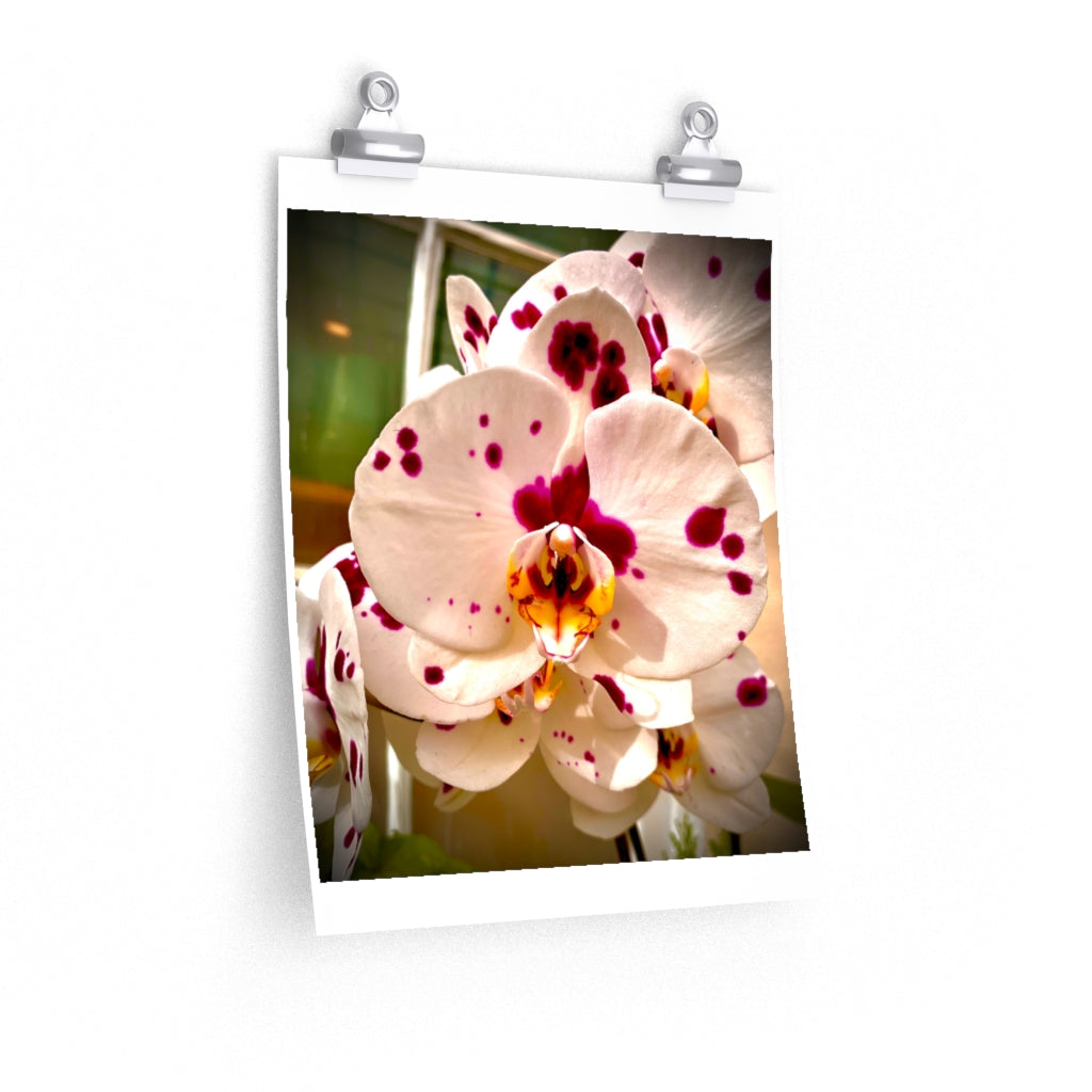 Orchid 7 - Premium Matte poster
