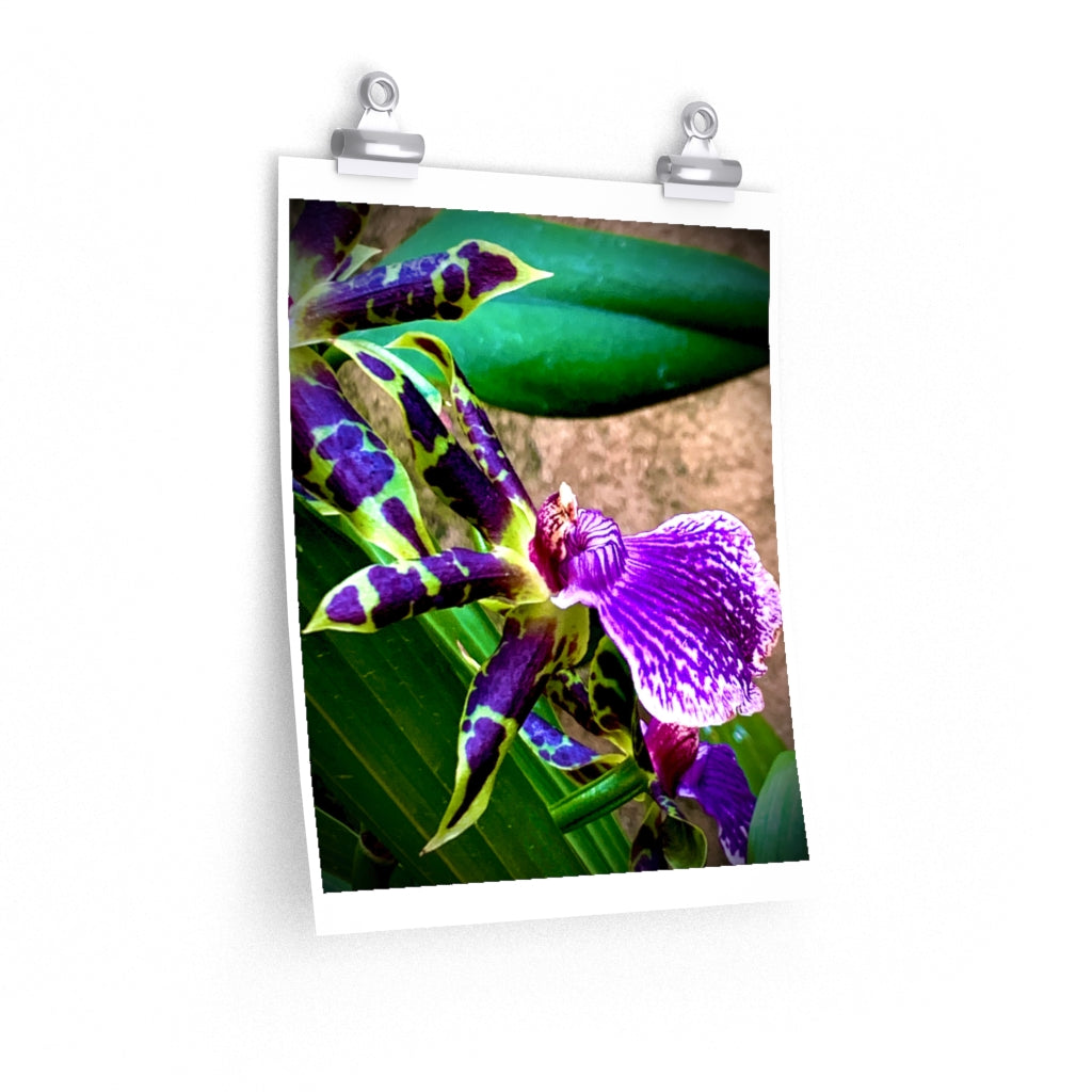 Orchid 3 - Premium Matte poster