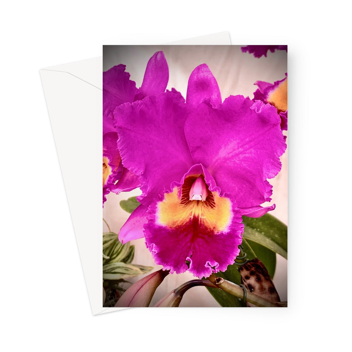 Orchid 5 Greeting Card