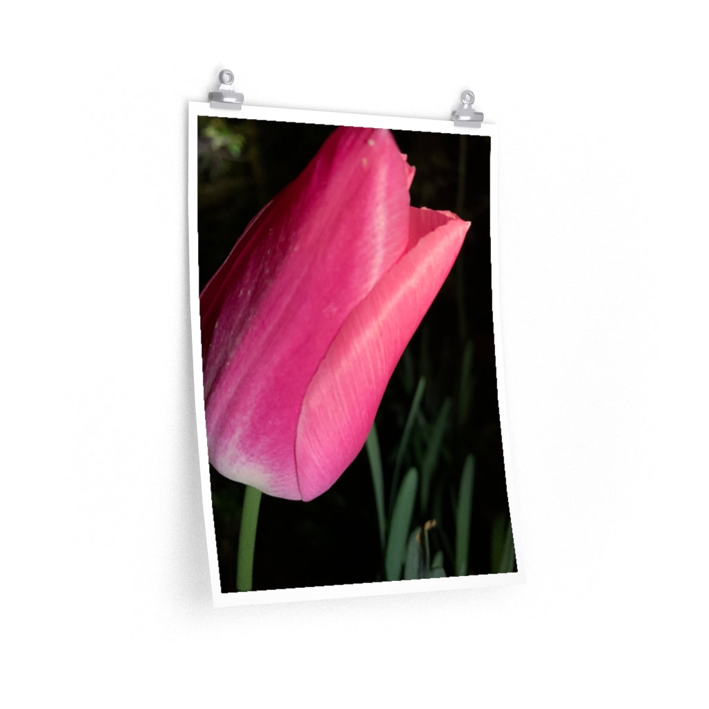 Tulip at Night - Premium Matte poster