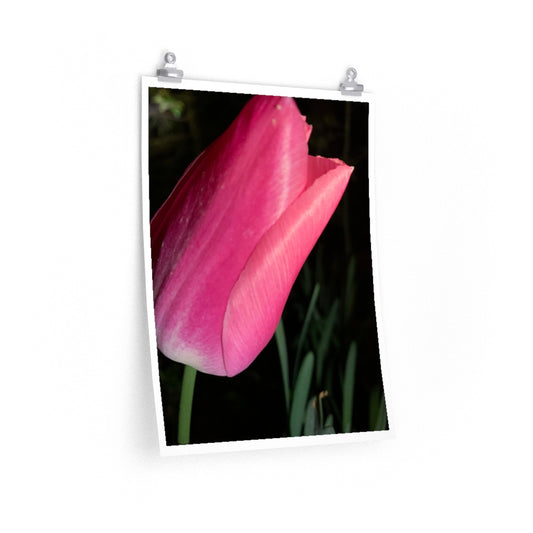Tulip at Night - Premium Matte poster