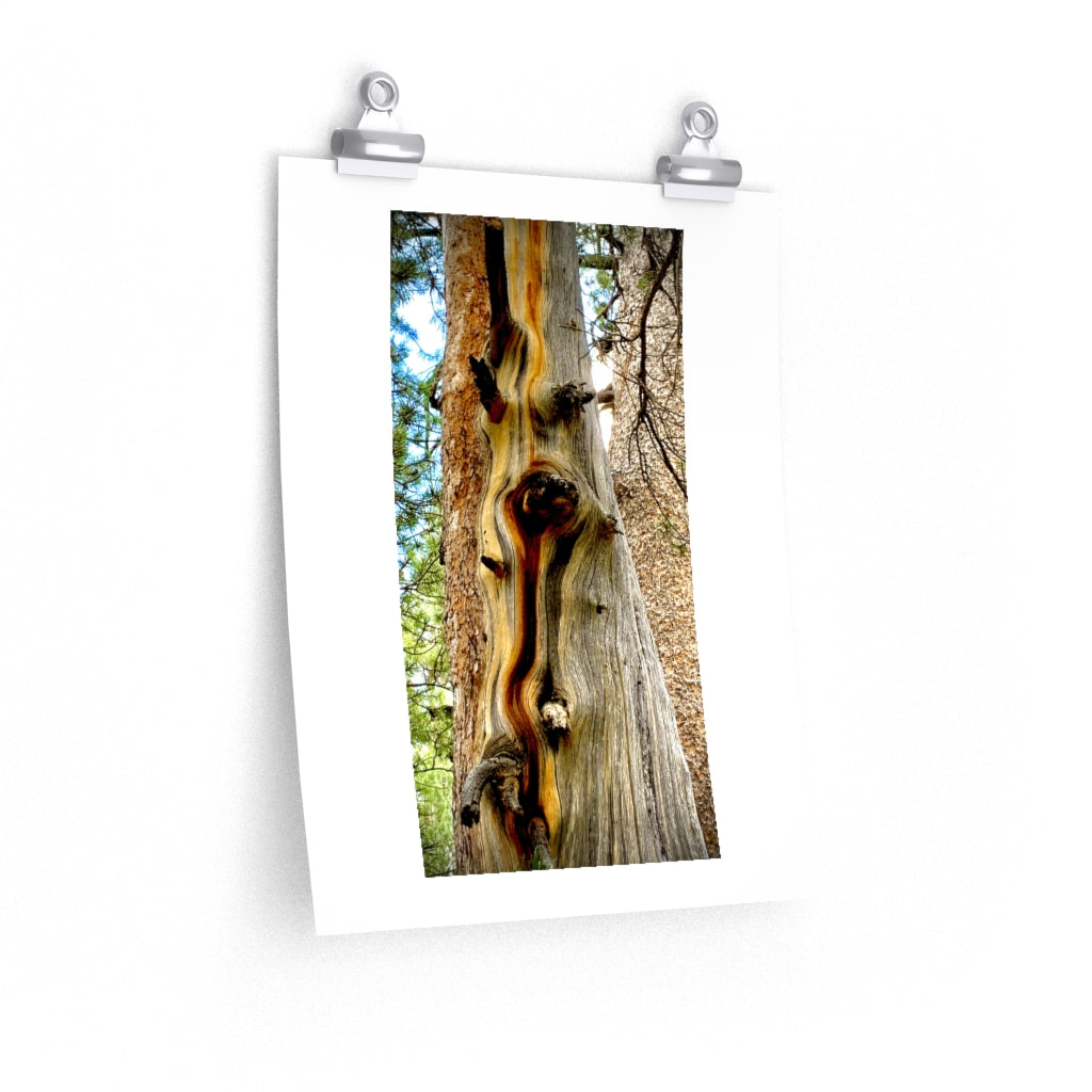 Yosemite Tree - Premium Matte poster