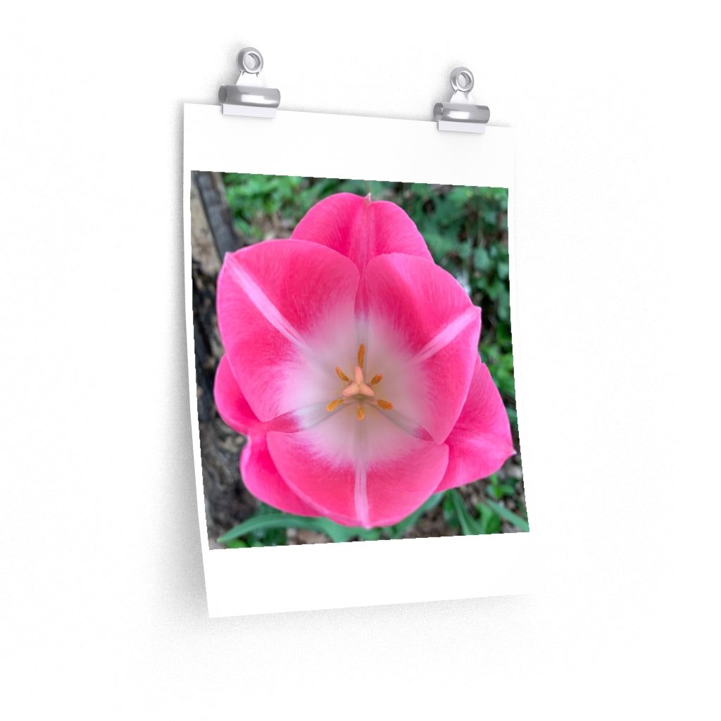 Tulip During the Day - Premium Matte poster