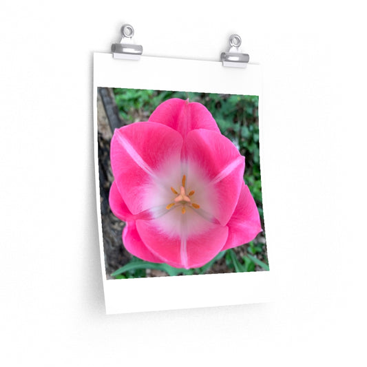 Tulip During the Day - Premium Matte poster