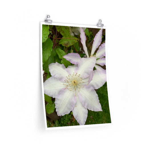 Clematis - Premium Matte poster