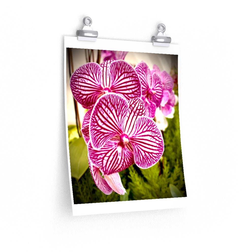Orchid 6 - Premium Matte poster