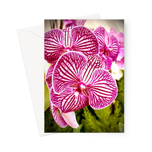 Orchid 6 Greeting Card