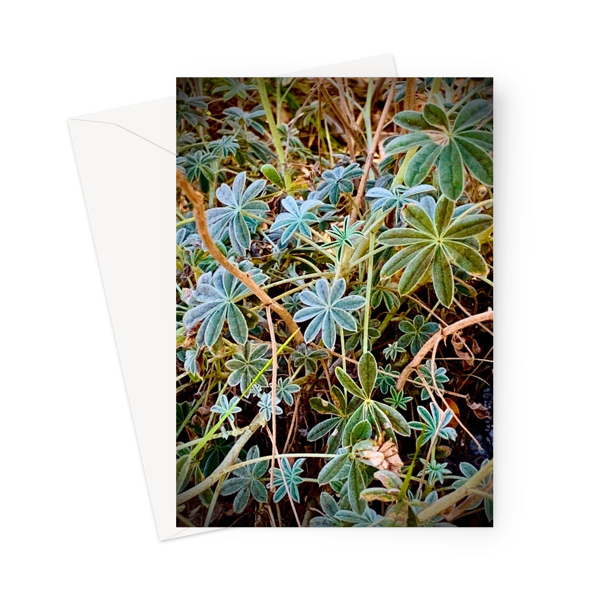 Plant 1 Greeting Card