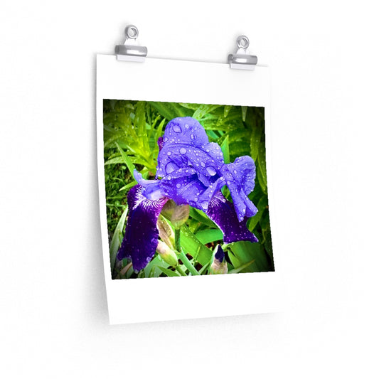Iris - Premium Matte poster