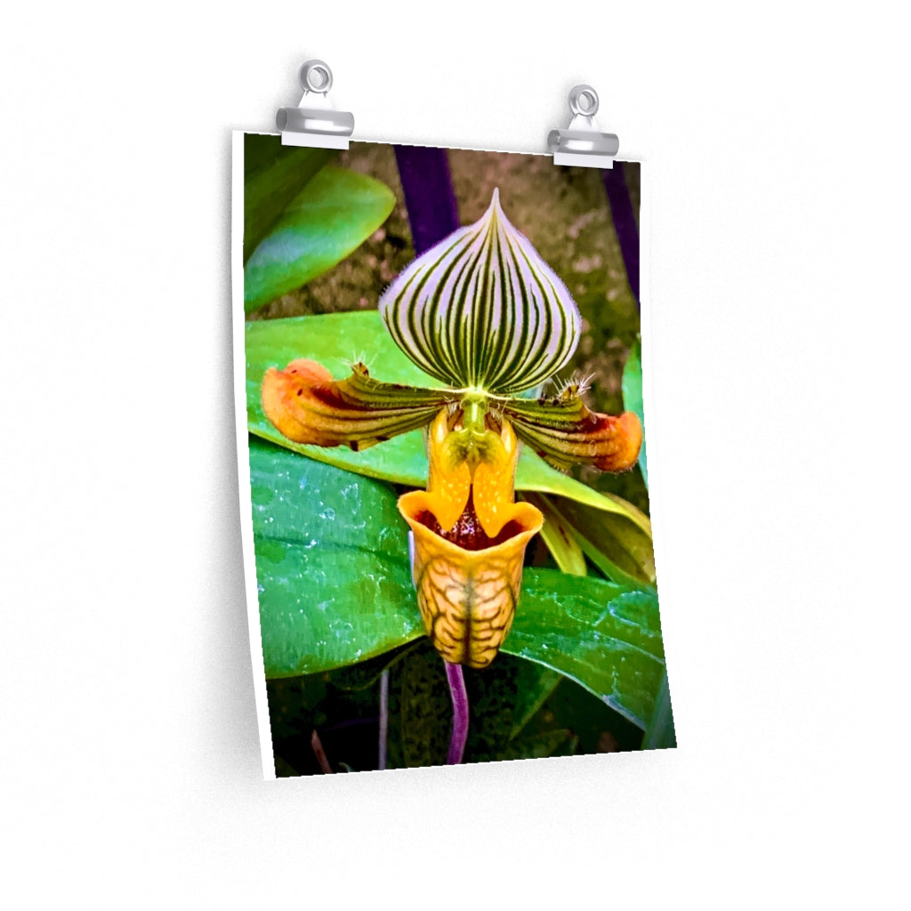Orchid 2 - Premium Matte poster