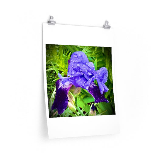 Iris - Premium Matte poster