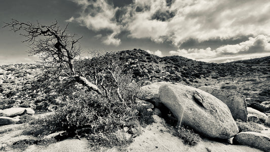 Desert Tree