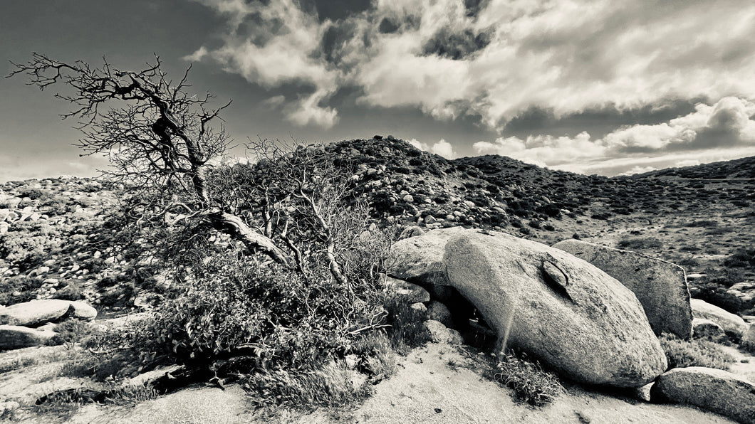 Desert Tree