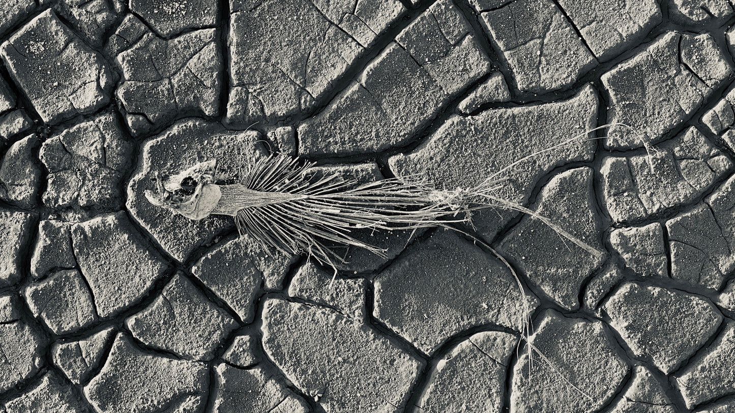 Desert Fish, Or Is It?