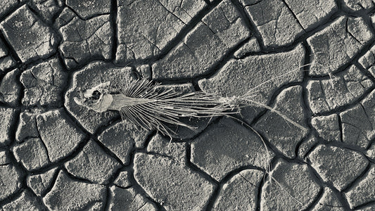 Desert Fish, Or Is It?