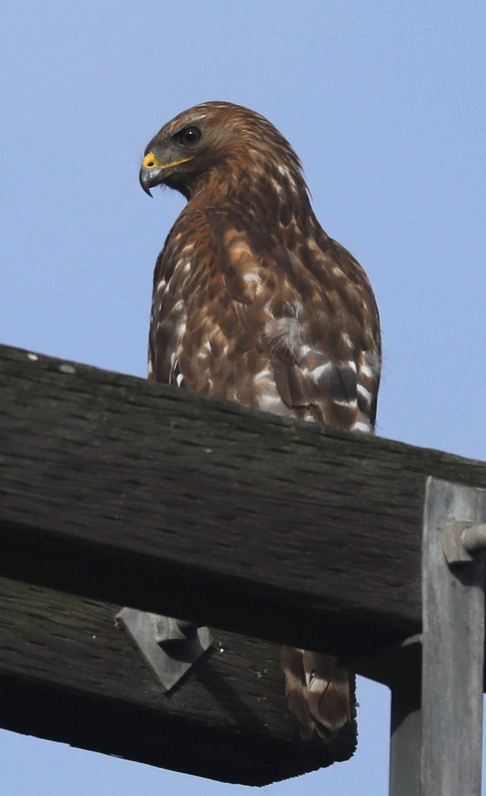 Hawk Watching