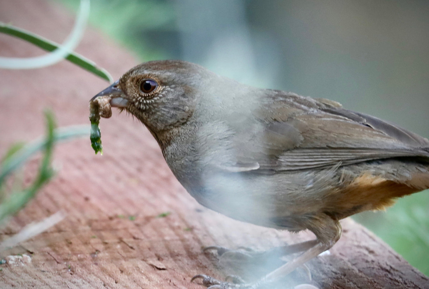 Bird With Insect