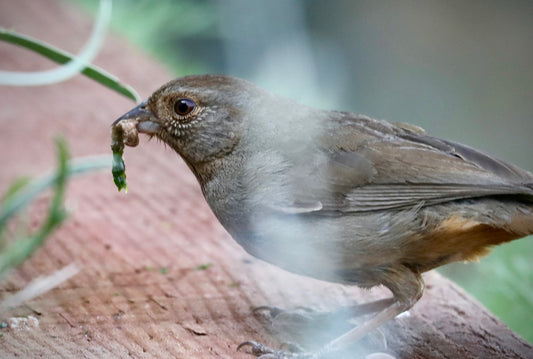 Bird With Insect