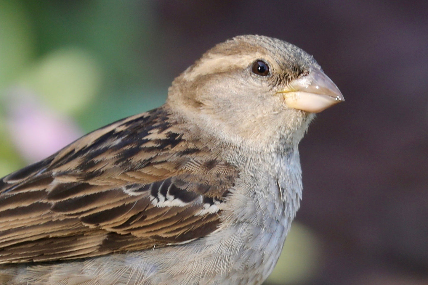 Shiny Beak