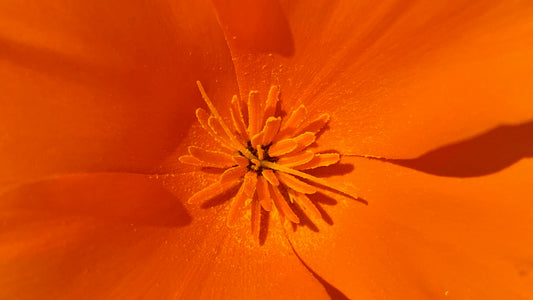 Single Poppy