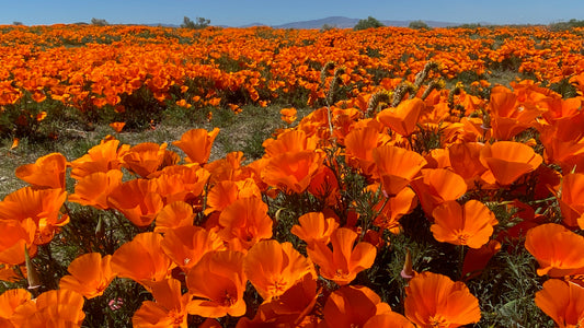 Poppies