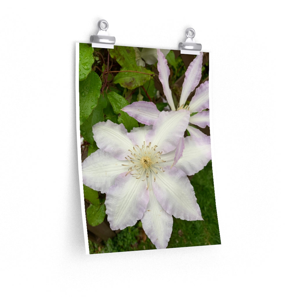 Clematis - Premium Matte poster