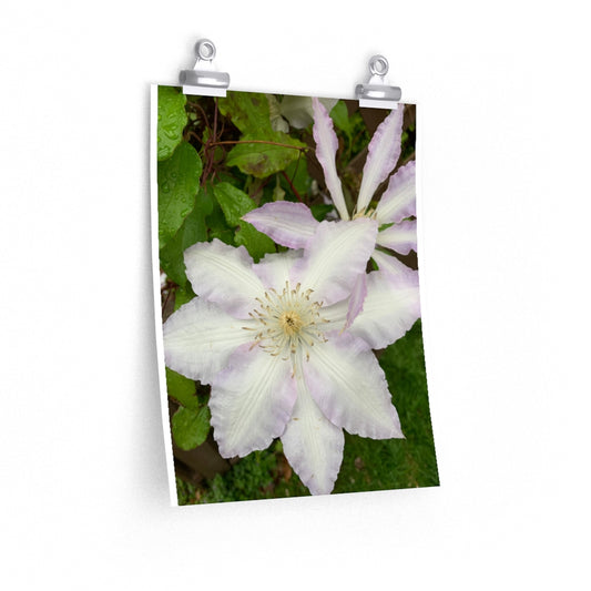Clematis - Premium Matte poster