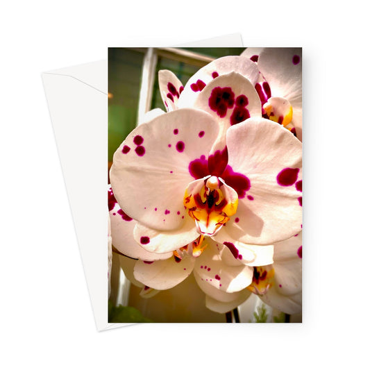Orchid 7 Greeting Card