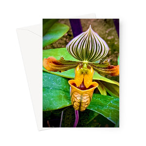 Orchid 2 Greeting Card