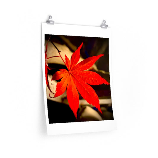 Japanese Maple Leaf - Premium Matte poster