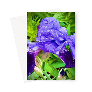 Iris Greeting Card