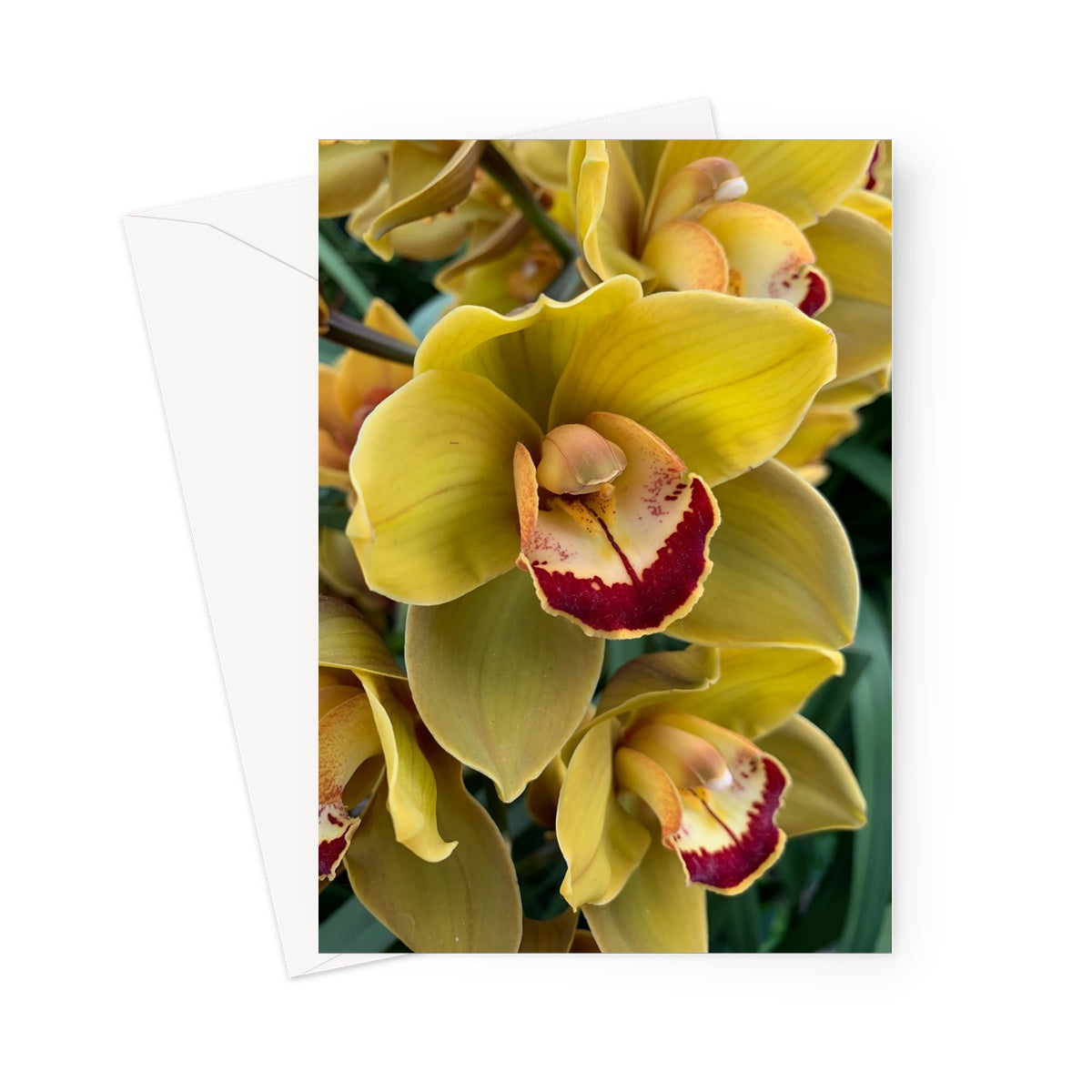 Orchid 8 Greeting Card