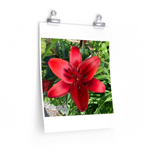 Lily - Premium Matte poster